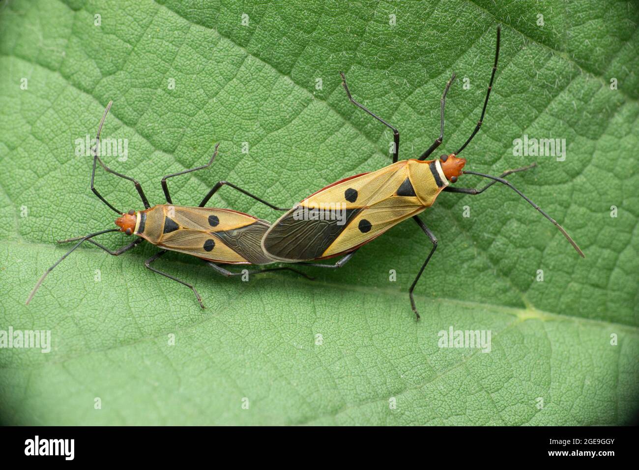 Accoppiamento di due insetti macchiati, specie di Perillus, Satara, Maharashtra, India Foto Stock