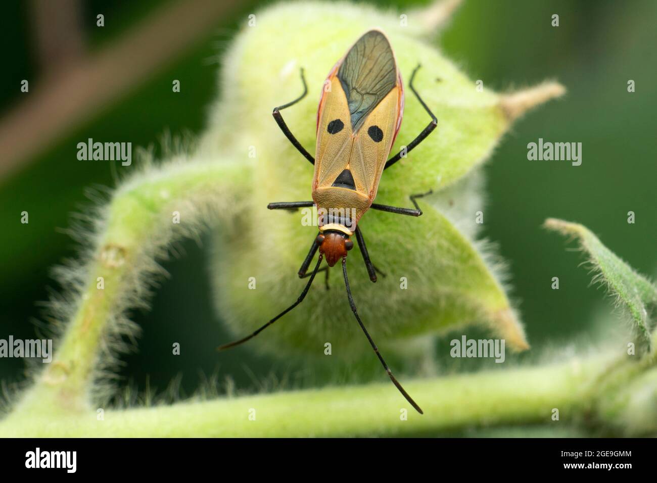 Due insetti macchiati, Perillus Species, Satara, Maharashtra, India Foto Stock