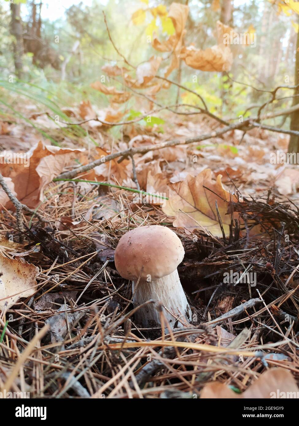 Il giovane boletus crebbe tra foglie gialle e aghi di pino. Raccolta di funghi nella foresta. Regali autunnali. Orientamento verticale. Messa a fuoco selettiva. Foto Stock