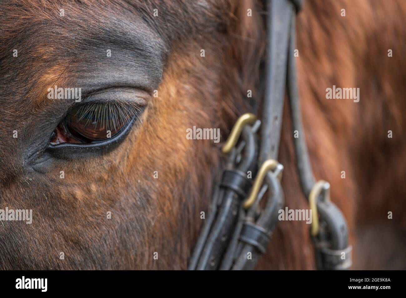 Primo piano di un occhio di cavalli e briglia. Foto Stock