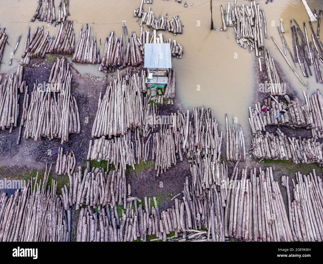 Barishal, Barishal, Bangladesh. 18 agosto 2021. Il mercato galleggiante del legname di Barishal, Bangladesh, è iniziato nel 1918 su un canale del fiume 'Sandha' basato sui tronchi provenienti da Sundarbans. Commerciare la firma Sundari Tree of Sundarbans la più grande palude di mangrovie del mondo, era l'attività principale qui a quel tempo. Dopo aver vietato dal govt. Sul commercio di alberi Sundari nel 1987 per proteggere la foresta, il commerciante ha iniziato a commerciare altri alberi su questo mercato provenienti da diverse parti del paese. La gente potrebbe trasportare facilmente i tronchi grandi qui attraverso il fiume da tutto il countr Foto Stock