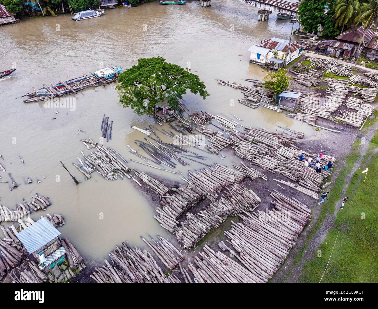 Barishal, Barishal, Bangladesh. 18 agosto 2021. Il mercato galleggiante del legname di Barishal, Bangladesh, è iniziato nel 1918 su un canale del fiume 'Sandha' basato sui tronchi provenienti da Sundarbans. Commerciare la firma Sundari Tree of Sundarbans la più grande palude di mangrovie del mondo, era l'attività principale qui a quel tempo. Dopo aver vietato dal govt. Sul commercio di alberi Sundari nel 1987 per proteggere la foresta, il commerciante ha iniziato a commerciare altri alberi su questo mercato provenienti da diverse parti del paese. La gente potrebbe trasportare facilmente i tronchi grandi qui attraverso il fiume da tutto il countr Foto Stock