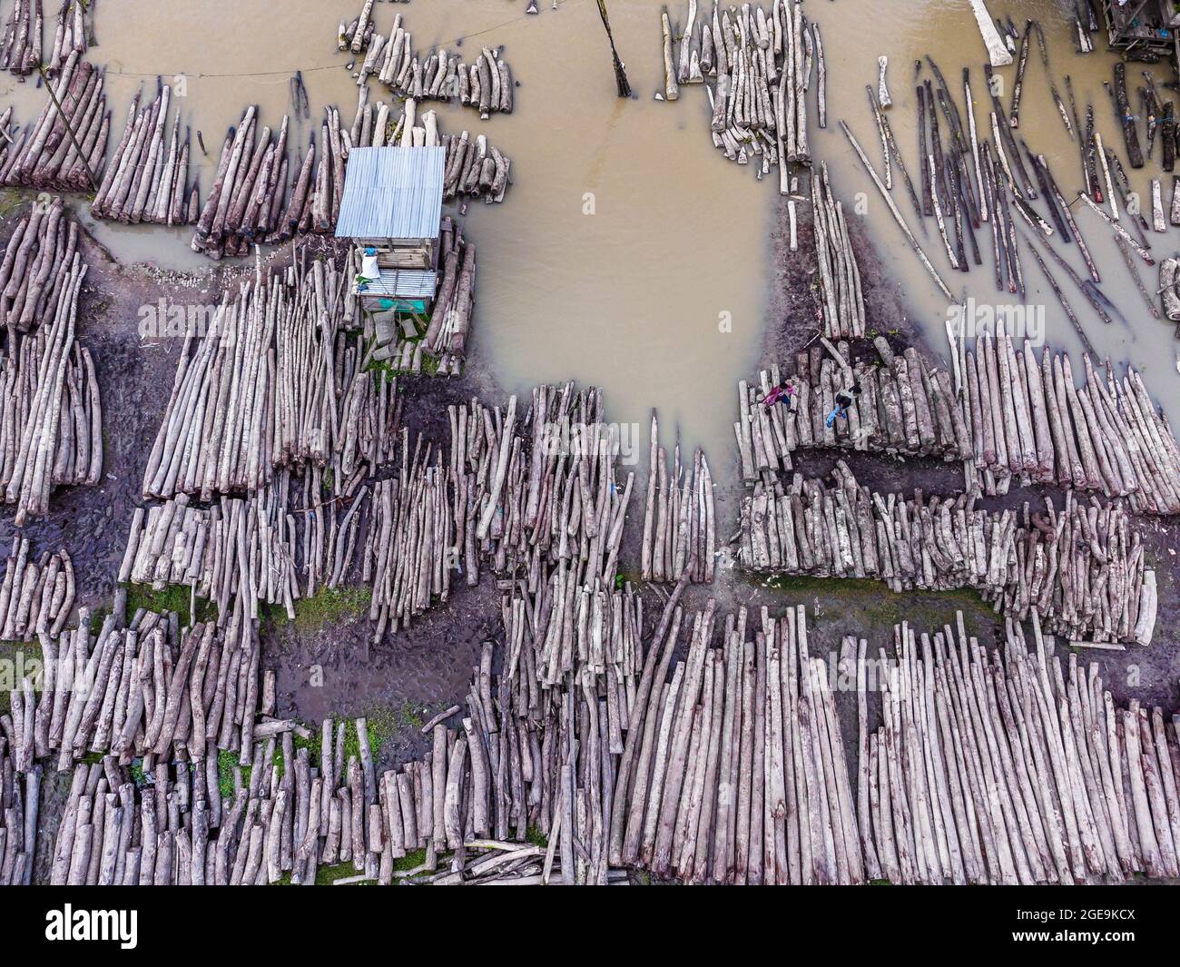 Barishal, Barishal, Bangladesh. 18 agosto 2021. Il mercato galleggiante del legname di Barishal, Bangladesh, è iniziato nel 1918 su un canale del fiume 'Sandha' basato sui tronchi provenienti da Sundarbans. Commerciare la firma Sundari Tree of Sundarbans la più grande palude di mangrovie del mondo, era l'attività principale qui a quel tempo. Dopo aver vietato dal govt. Sul commercio di alberi Sundari nel 1987 per proteggere la foresta, il commerciante ha iniziato a commerciare altri alberi su questo mercato provenienti da diverse parti del paese. La gente potrebbe trasportare facilmente i tronchi grandi qui attraverso il fiume da tutto il countr Foto Stock