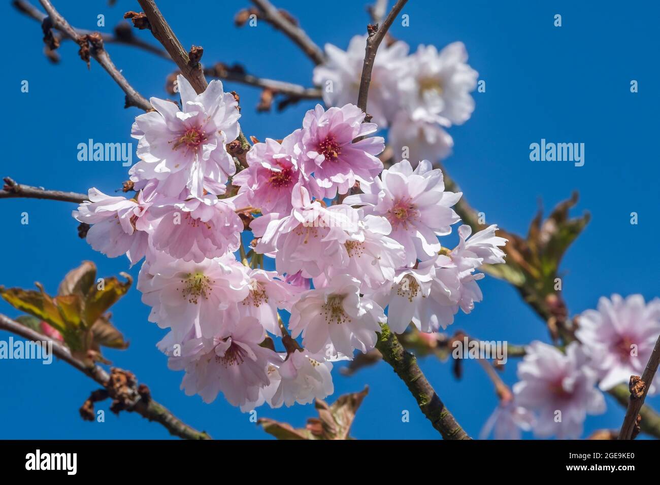 Fiori di ciliegio contro un cielo blu. Foto Stock