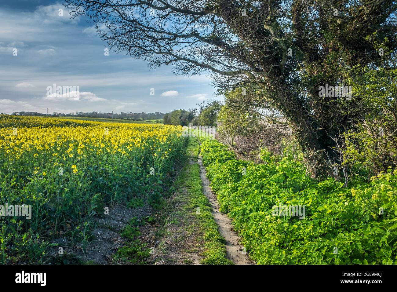Percorso lungo un margine del campo. Foto Stock