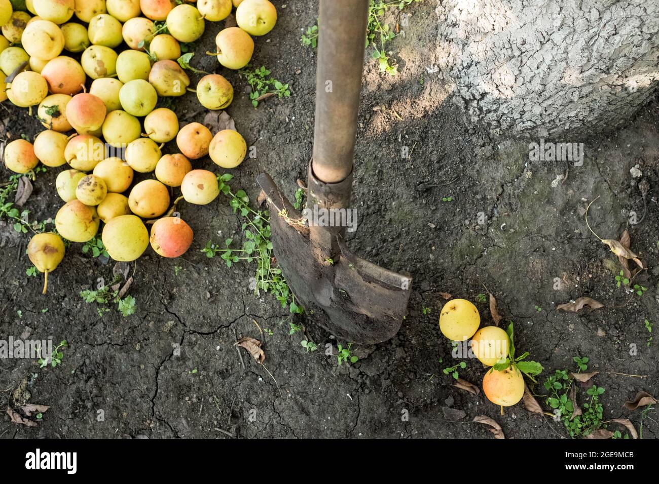 Una pala si stacca nel terreno, le mele cadute da un albero si trovano nelle vicinanze. Foto Stock