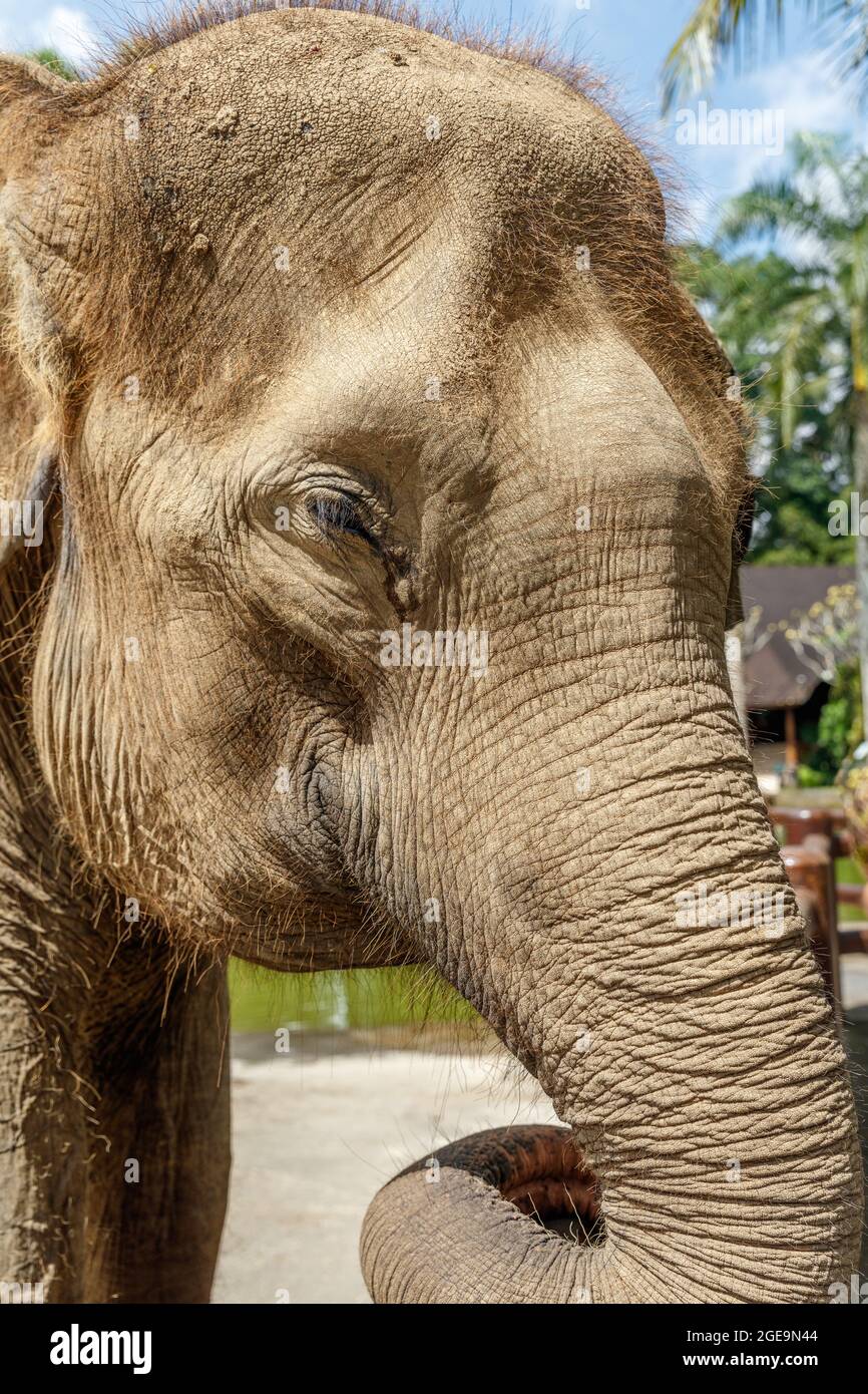 Elefante Sumatran in pericolo critico a Bali, Indonesia. Colpo di testa. Foto Stock