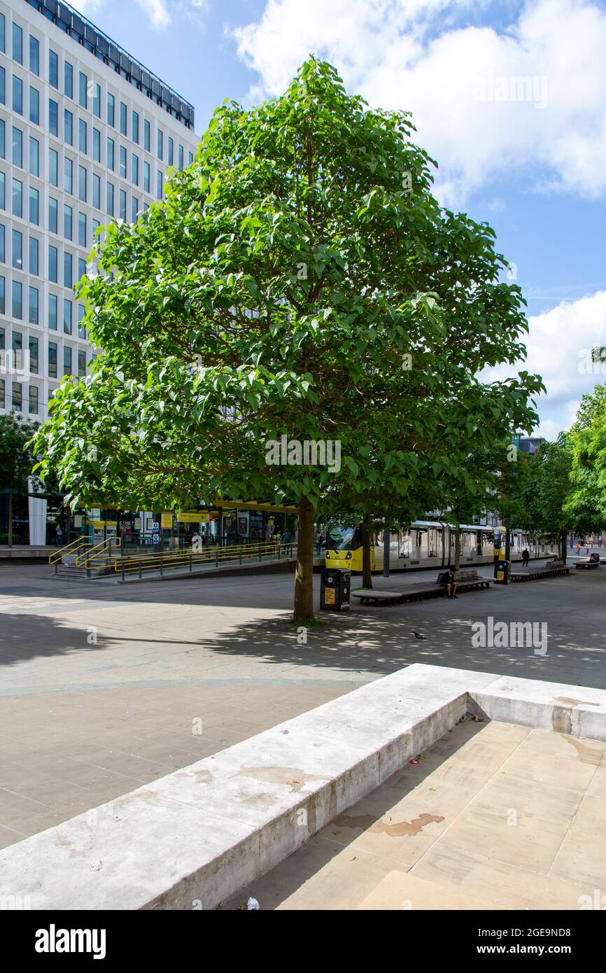 St Peter's Square e Foxglove Trees, Manchester, Regno Unito Foto Stock