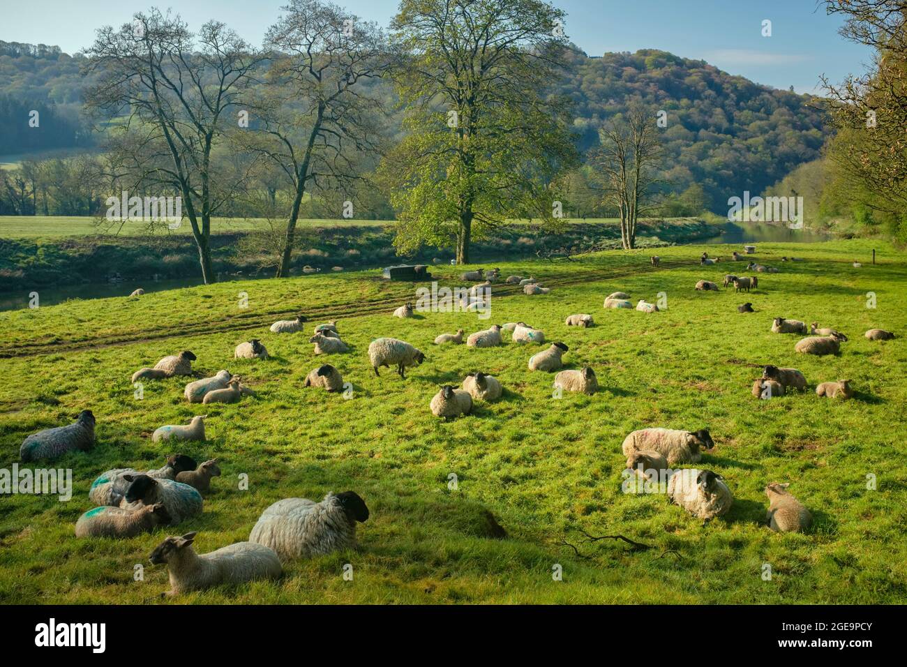 Pecore lungo il fiume Wye a Bigswir. Foto Stock