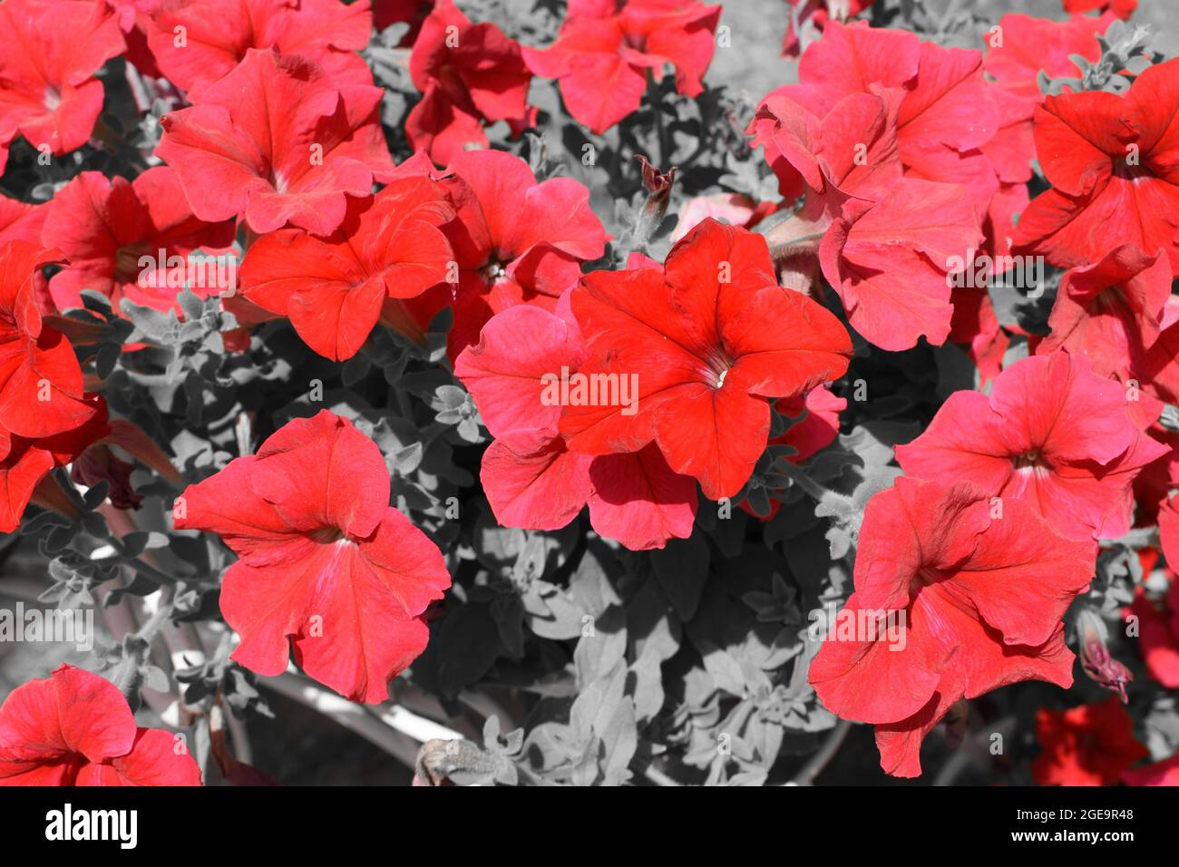 Rosso Petunia fiori isolati su sfondo grigio. Foto Stock