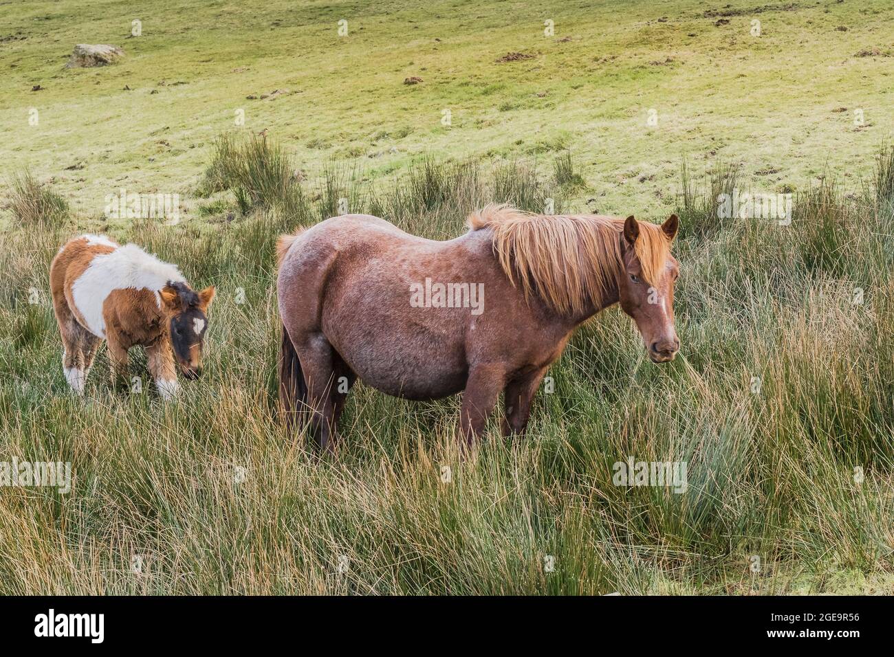 Bodmin Ponies pascolo su Bodmin Moor in Cornovaglia. Foto Stock