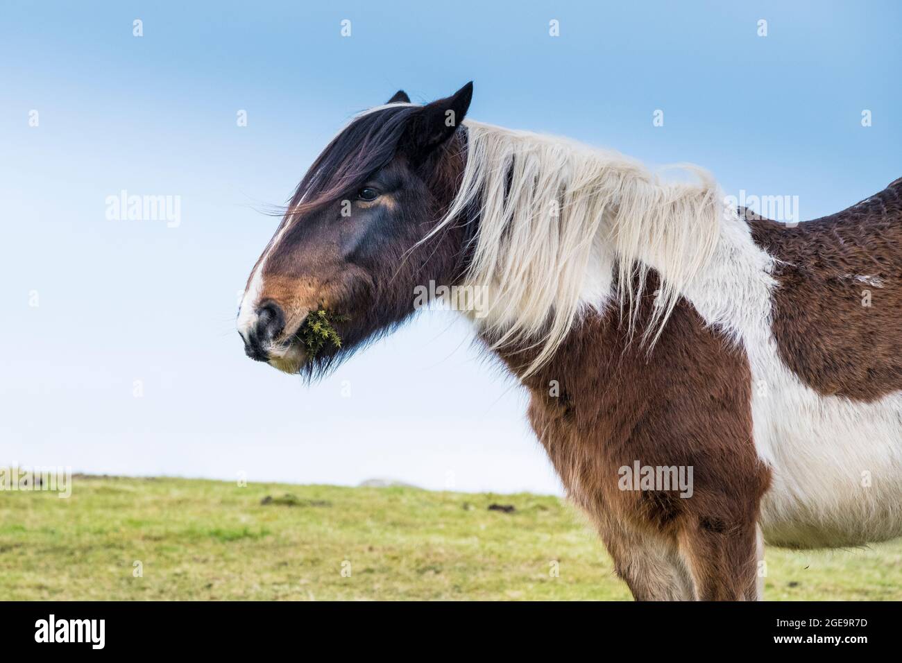 Un iconico pascolo di pony di Bodmin selvatico su Bodmin Moor in Cornovaglia. Foto Stock