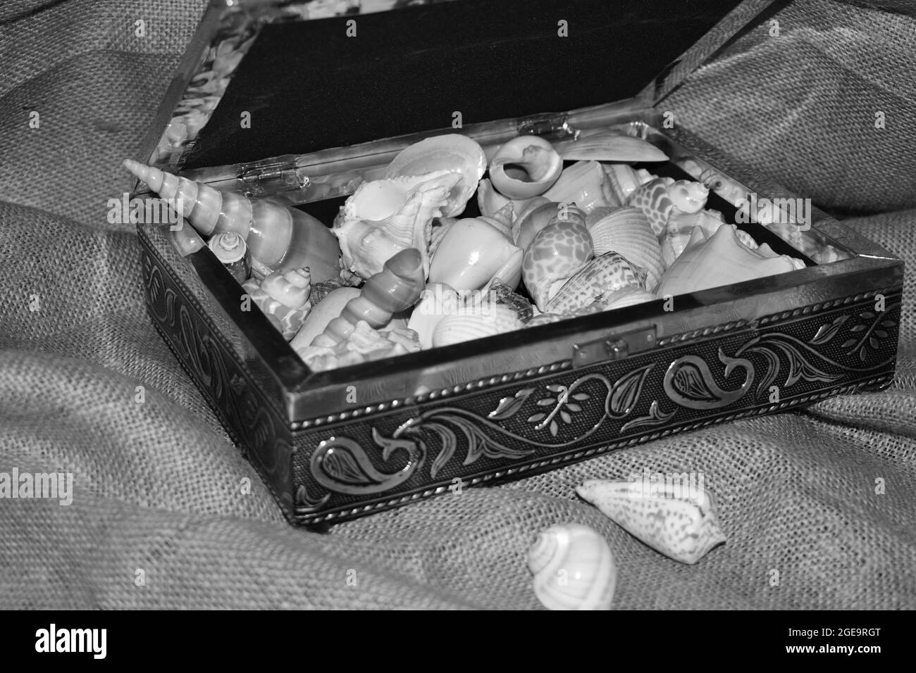 Conchiglie in una vecchia scatola metallica in bianco e nero. Foto Stock
