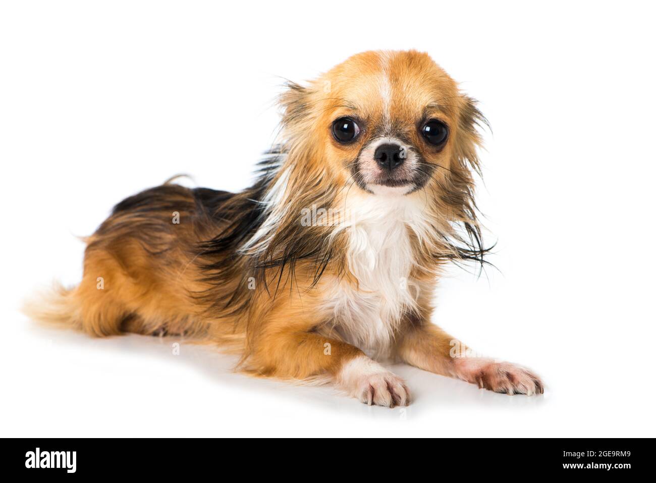 Chihuahua cane isolato su sfondo bianco Foto Stock