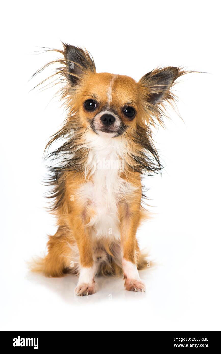 Chihuahua cane isolato su sfondo bianco Foto Stock