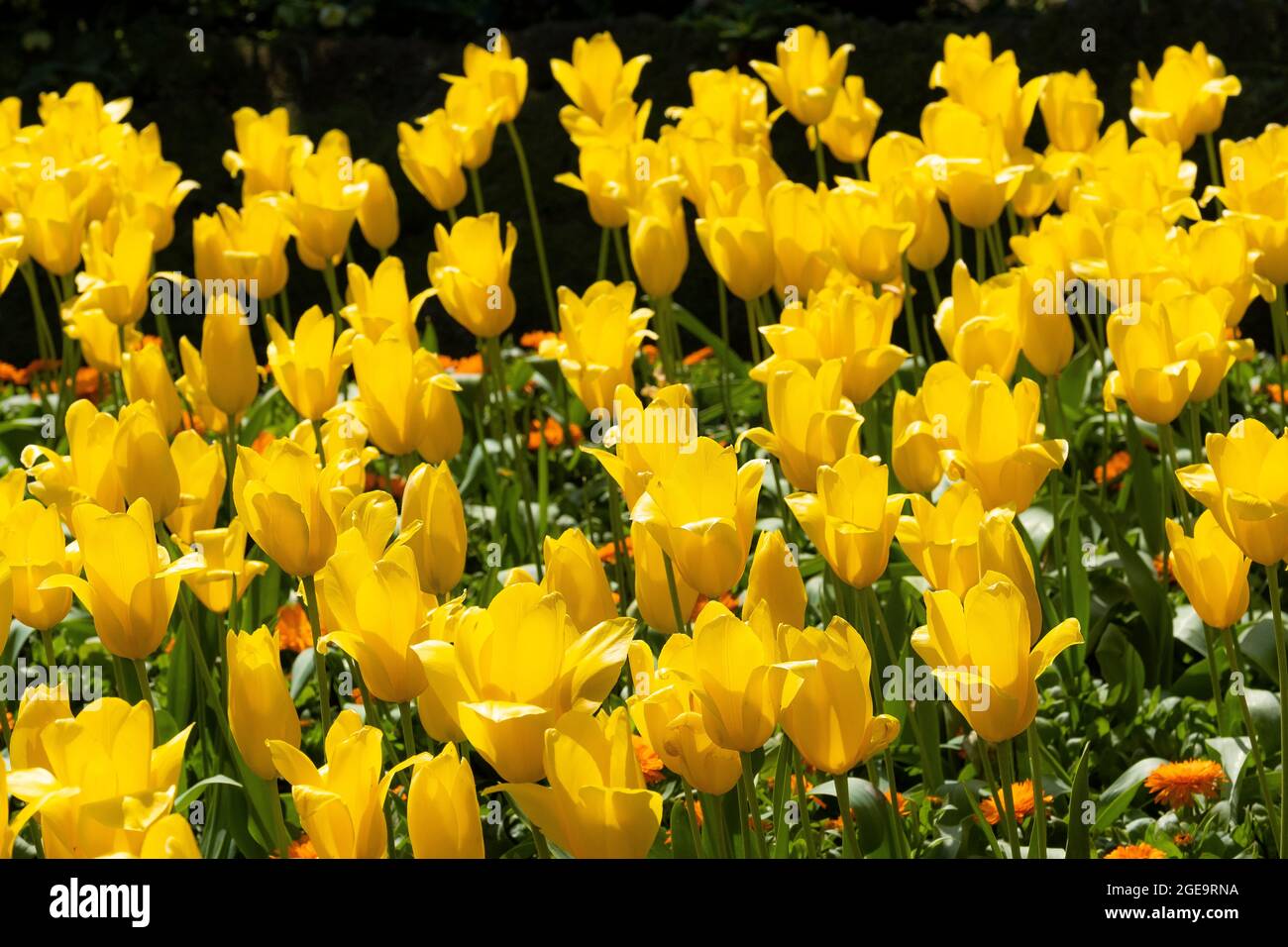 Tulipani gialli che crescono nei giardini di Trenance a Newquay in Cornovaglia. Foto Stock