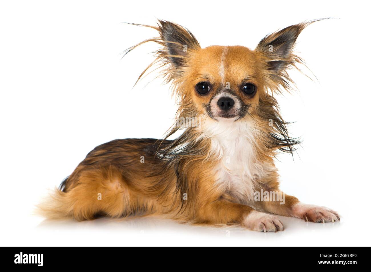 Chihuahua cane isolato su sfondo bianco Foto Stock