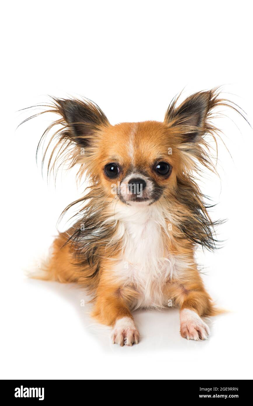 Chihuahua cane isolato su sfondo bianco Foto Stock