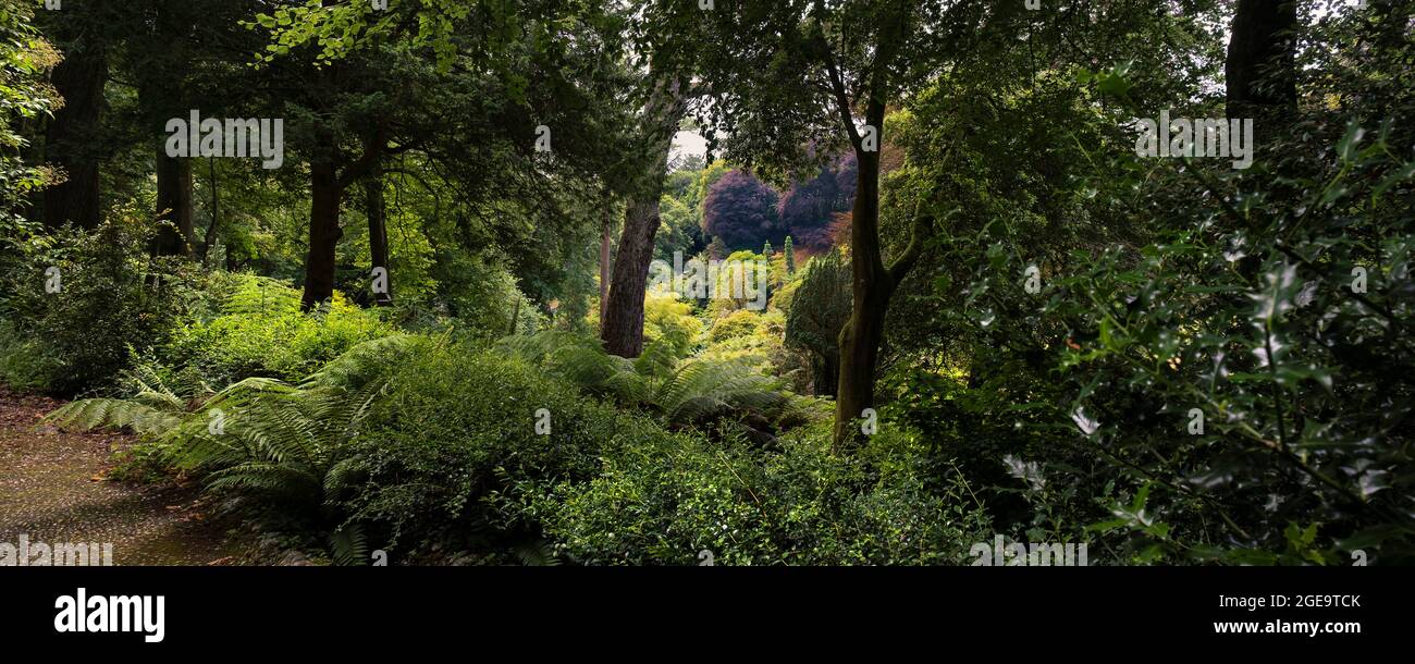 Una vista panoramica sullo splendido giardino sub tropicale Trebah in Cornovaglia. Foto Stock