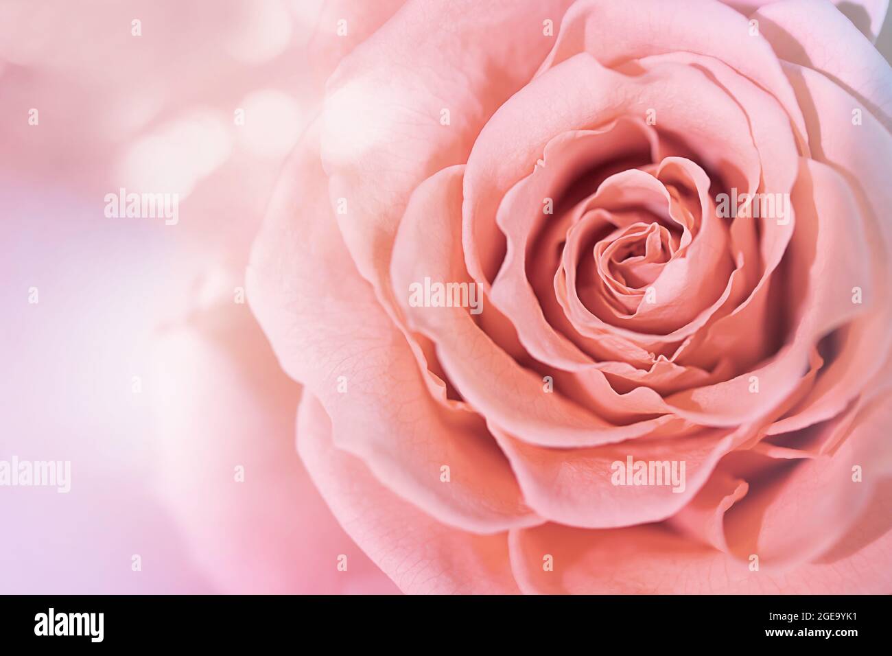 Primo piano di una rosa rosa rosa su sfondo astratto. Cosmetologia, spa, olio di rose. Fotografia macro. Foto Stock