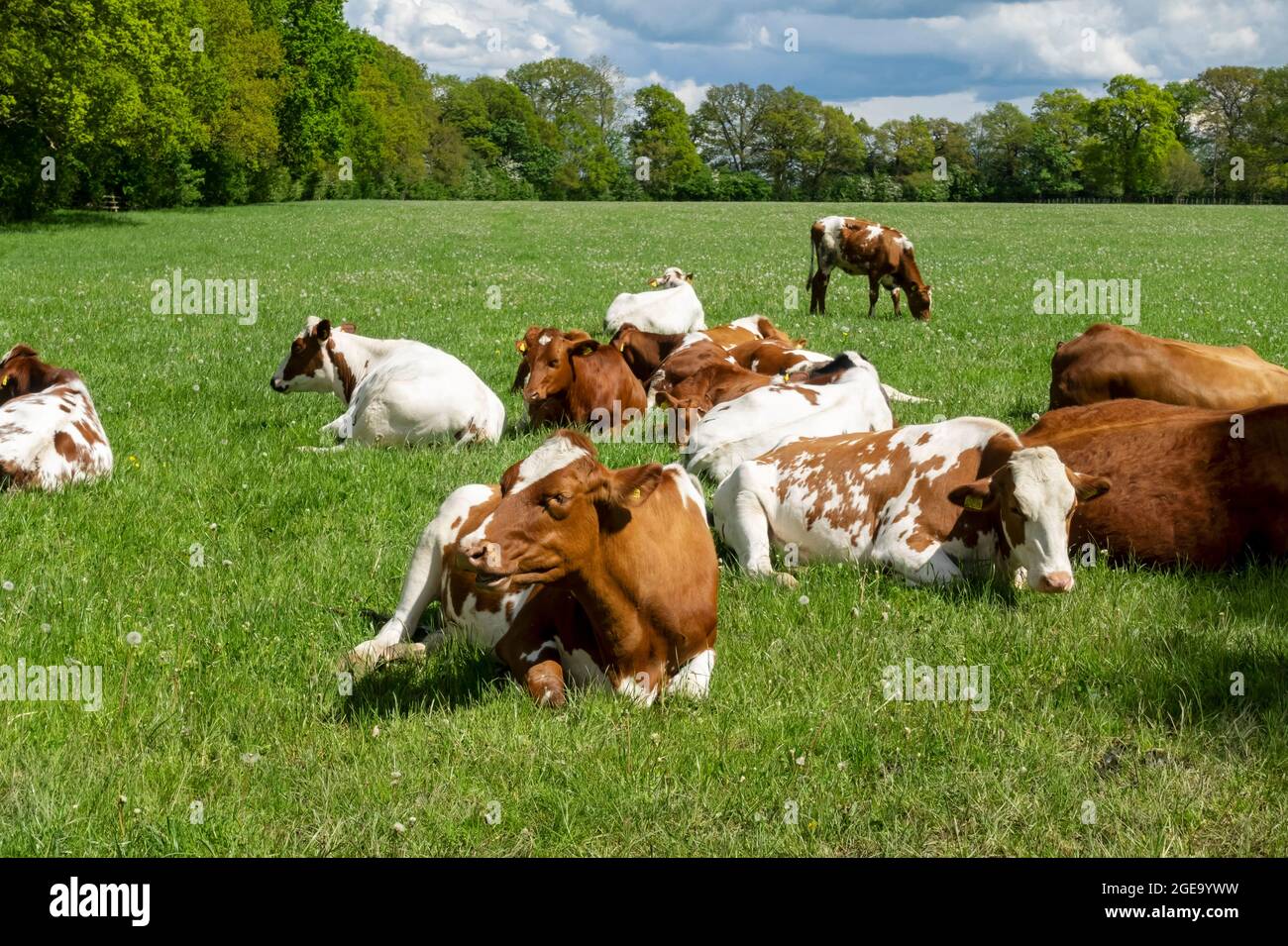 Mandria di bovini rossi e bianchi della frisia holstein che riposano in un campo d'estate. Foto Stock