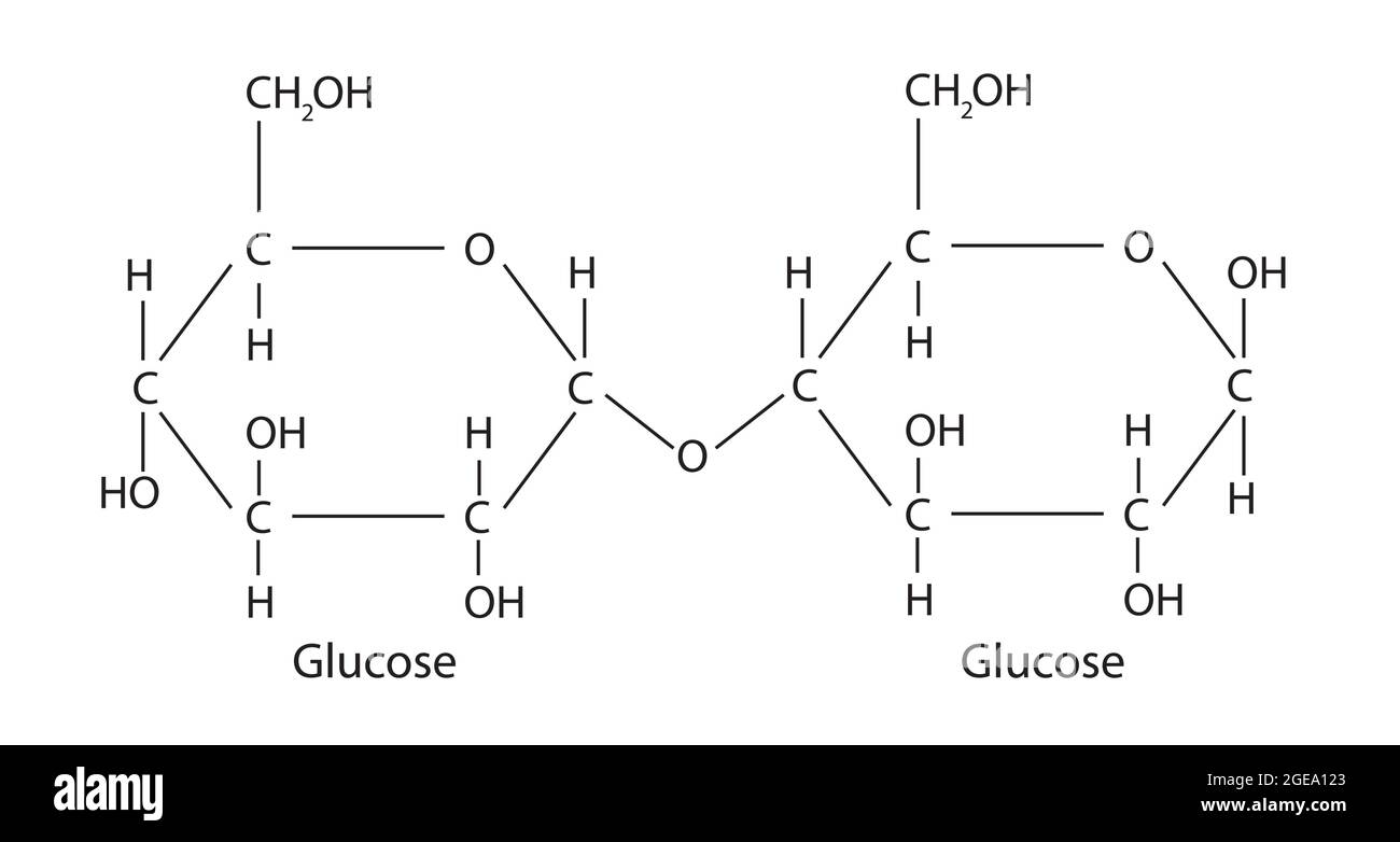 Struttura chimica del maltosio, anatomia del maltosio, struttura molecolare del maltosio, formula chimica del maltosio, struttura del maltosio Illustrazione Vettoriale