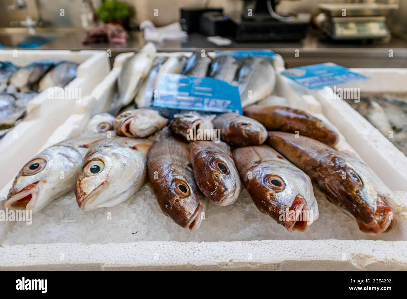 Pesce fresco venduto sul mercato tradizionale a Zambujeira do Mar, Portogallo Foto Stock