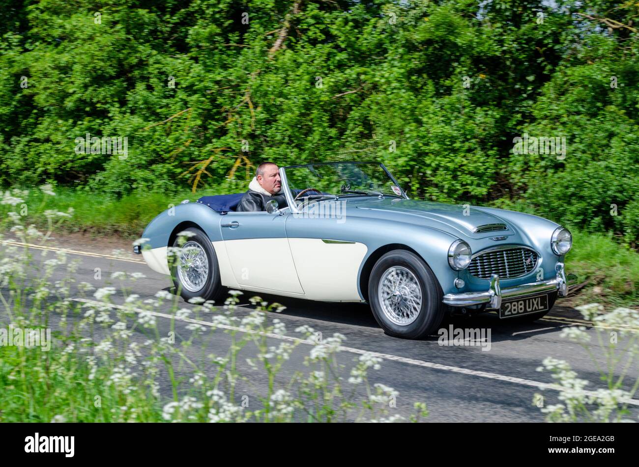 1960 Austin-Healey 3000 classica vettura sportiva che guida lungo una verde strada di campagna inglese. L'automobilismo inglese d'epoca in un ambiente rurale tipico dell'Inghilterra Foto Stock