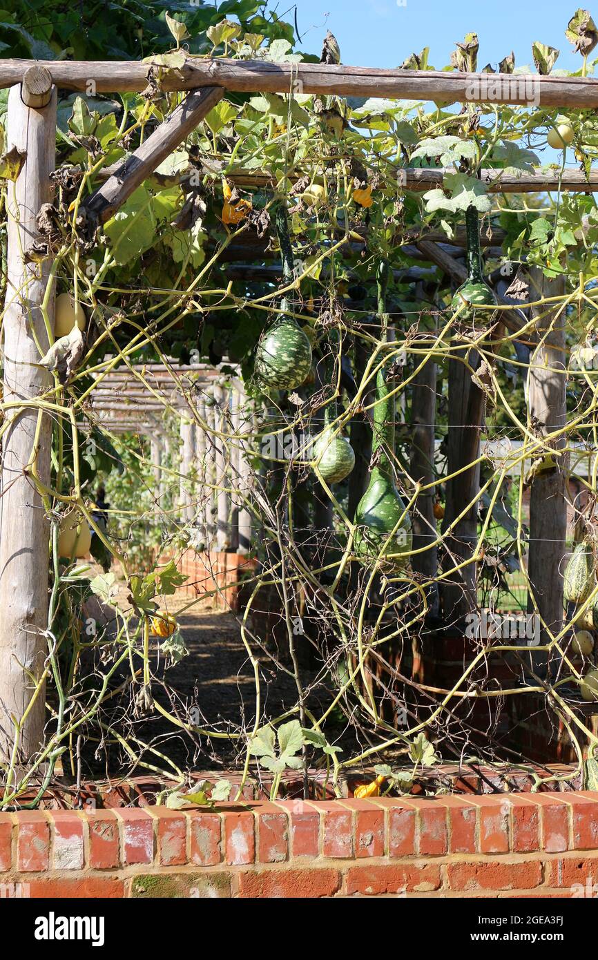 Zucche ornamentali che crescono su cornici in un giardino Foto Stock