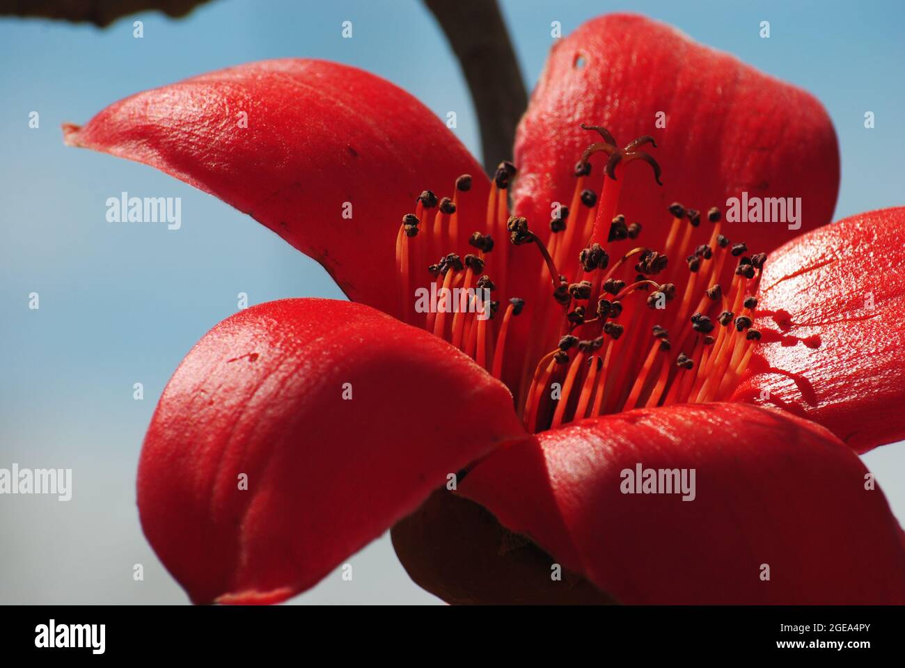 Fiorisce la Bombax Ceiba (Lat. - Bombax Ceiba) o albero di cotone. Fiore di cotone di seta nel parco di Israele. Foto Stock