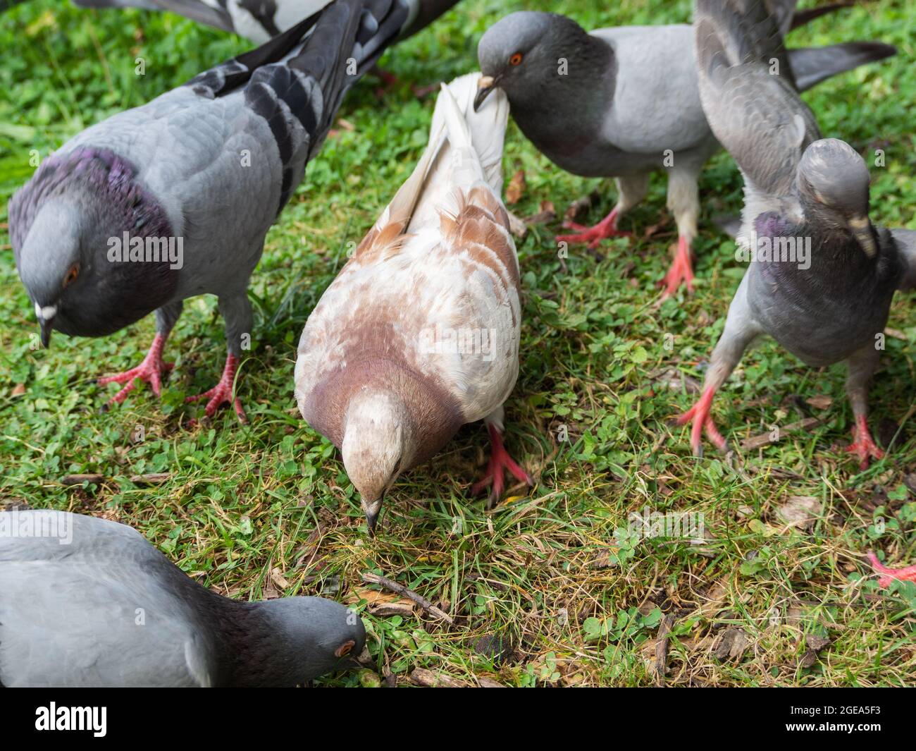 Problema di salute pubblica dei piccioni urbani Foto Stock