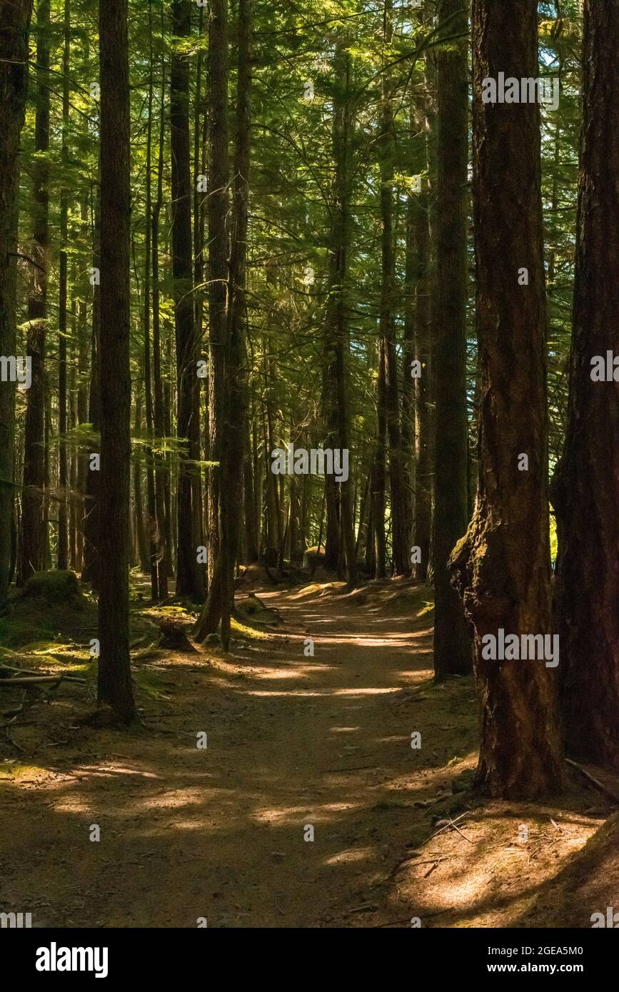 Scene di foresta - Squamish, B.C. Foto Stock