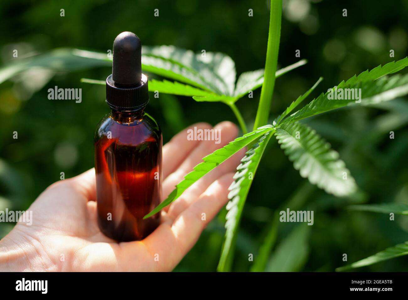 Foglie di cannabis in bottiglia e medica. Olio di canapa, concetto di olio di marijuana medica. Foto Stock