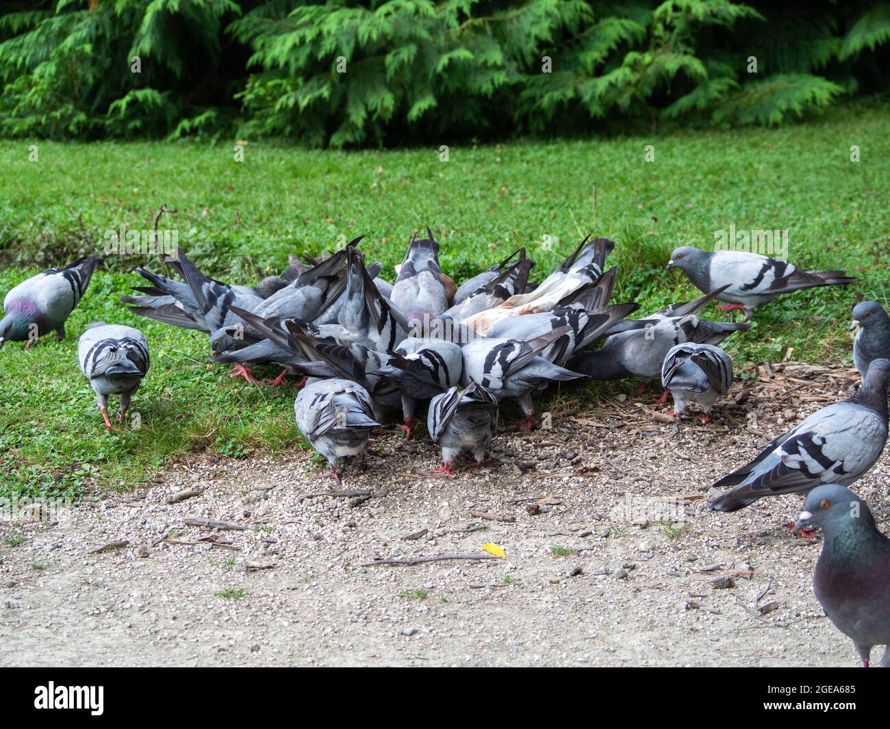 Problema di salute pubblica dei piccioni urbani Foto Stock