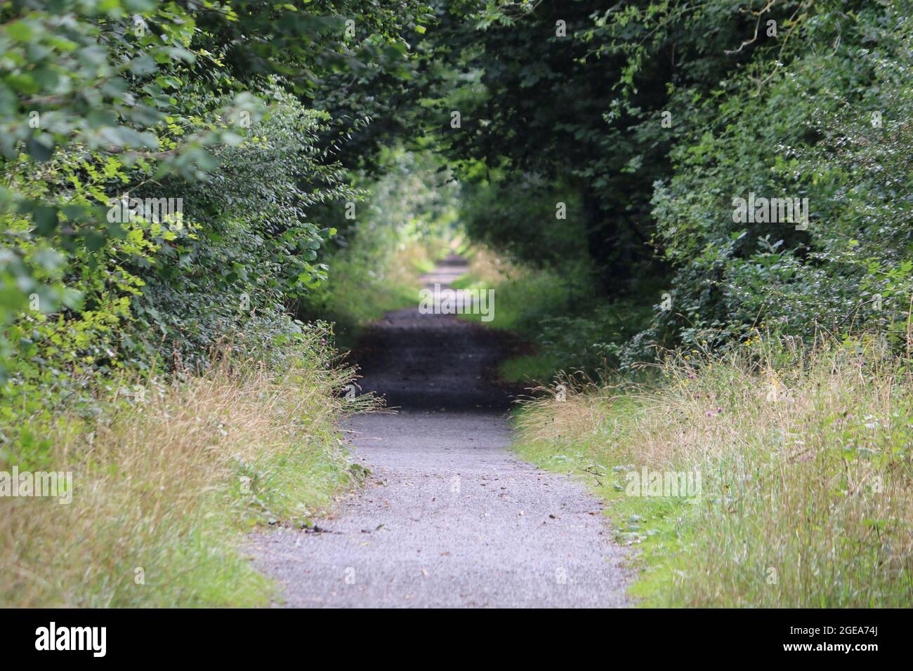 Llanilar ceredigion Galles regno unito meteo 18 agosto 2021. Una mattina luminosa e soleggiata in Galles e una visita ad una stazione ferroviaria abbandonata a Llanilar vicino Aberystwyth. La stazione e la linea chiuse a metà degli anni sessanta e le piattaforme sopravissute sopravvivono con la vecchia linea chiamata Ystwyth Trail usata per gli escursionisti e il ciclismo. Un vicino ponte sospeso attraversa l'adiacente fiume Ystwyth vicino alla vecchia stazione. Credit: mike davies/Alamy Live News Foto Stock