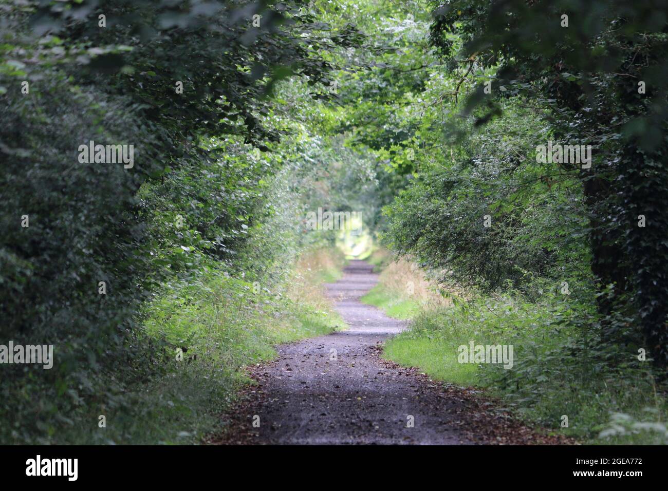Llanilar ceredigion Galles regno unito meteo 18 agosto 2021. Una mattina luminosa e soleggiata in Galles e una visita ad una stazione ferroviaria abbandonata a Llanilar vicino Aberystwyth. La stazione e la linea chiuse a metà degli anni sessanta e le piattaforme sopravissute sopravvivono con la vecchia linea chiamata Ystwyth Trail usata per gli escursionisti e il ciclismo. Un vicino ponte sospeso attraversa l'adiacente fiume Ystwyth vicino alla vecchia stazione. Credit: mike davies/Alamy Live News Foto Stock