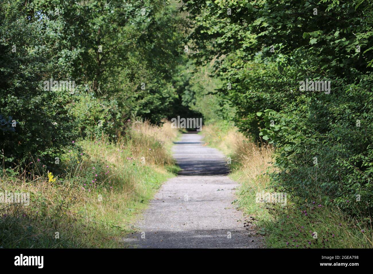 Llanilar ceredigion Galles regno unito meteo 18 agosto 2021. Una mattina luminosa e soleggiata in Galles e una visita ad una stazione ferroviaria abbandonata a Llanilar vicino Aberystwyth. La stazione e la linea chiuse a metà degli anni sessanta e le piattaforme sopravissute sopravvivono con la vecchia linea chiamata Ystwyth Trail usata per gli escursionisti e il ciclismo. Un vicino ponte sospeso attraversa l'adiacente fiume Ystwyth vicino alla vecchia stazione. Credit: mike davies/Alamy Live News Foto Stock