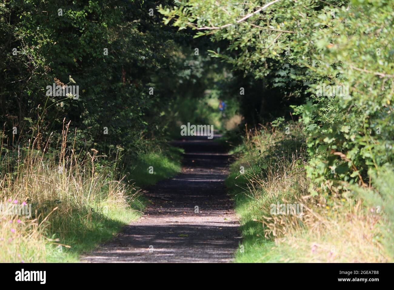 Llanilar ceredigion Galles regno unito meteo 18 agosto 2021. Una mattina luminosa e soleggiata in Galles e una visita ad una stazione ferroviaria abbandonata a Llanilar vicino Aberystwyth. La stazione e la linea chiuse a metà degli anni sessanta e le piattaforme sopravissute sopravvivono con la vecchia linea chiamata Ystwyth Trail usata per gli escursionisti e il ciclismo. Un vicino ponte sospeso attraversa l'adiacente fiume Ystwyth vicino alla vecchia stazione. Credit: mike davies/Alamy Live News Foto Stock