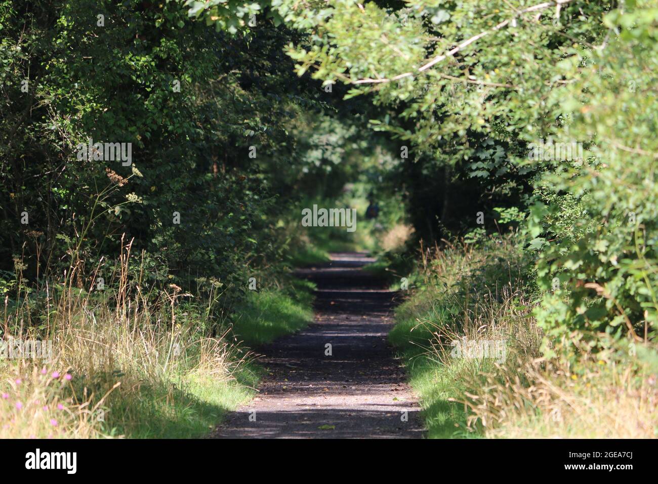 Llanilar ceredigion Galles regno unito meteo 18 agosto 2021. Una mattina luminosa e soleggiata in Galles e una visita ad una stazione ferroviaria abbandonata a Llanilar vicino Aberystwyth. La stazione e la linea chiuse a metà degli anni sessanta e le piattaforme sopravissute sopravvivono con la vecchia linea chiamata Ystwyth Trail usata per gli escursionisti e il ciclismo. Un vicino ponte sospeso attraversa l'adiacente fiume Ystwyth vicino alla vecchia stazione. Credit: mike davies/Alamy Live News Foto Stock