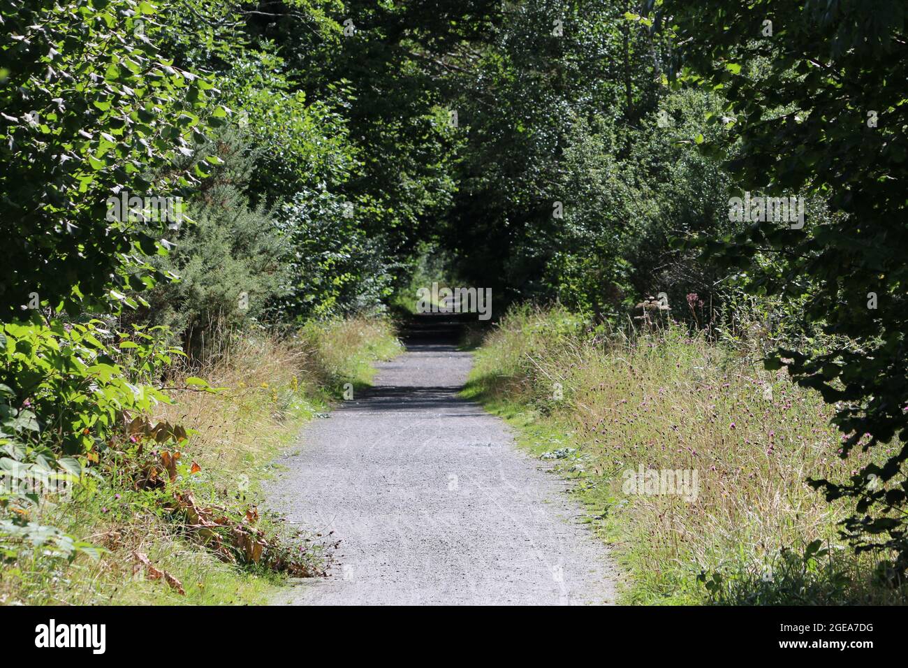 Llanilar ceredigion Galles regno unito meteo 18 agosto 2021. Una mattina luminosa e soleggiata in Galles e una visita ad una stazione ferroviaria abbandonata a Llanilar vicino Aberystwyth. La stazione e la linea chiuse a metà degli anni sessanta e le piattaforme sopravissute sopravvivono con la vecchia linea chiamata Ystwyth Trail usata per gli escursionisti e il ciclismo. Un vicino ponte sospeso attraversa l'adiacente fiume Ystwyth vicino alla vecchia stazione. Credit: mike davies/Alamy Live News Foto Stock