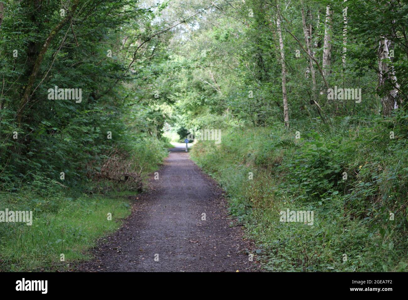 Llanilar ceredigion Galles regno unito meteo 18 agosto 2021. Una mattina luminosa e soleggiata in Galles e una visita ad una stazione ferroviaria abbandonata a Llanilar vicino Aberystwyth. La stazione e la linea chiuse a metà degli anni sessanta e le piattaforme sopravissute sopravvivono con la vecchia linea chiamata Ystwyth Trail usata per gli escursionisti e il ciclismo. Un vicino ponte sospeso attraversa l'adiacente fiume Ystwyth vicino alla vecchia stazione. Credit: mike davies/Alamy Live News Foto Stock