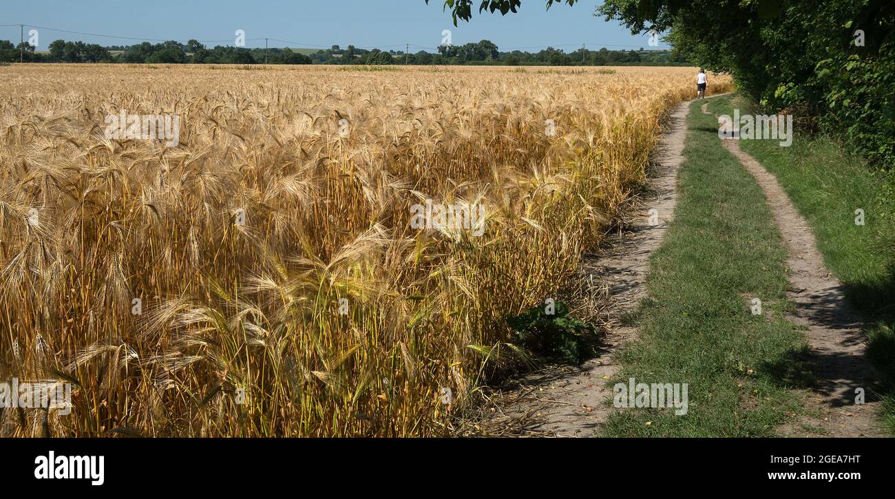 Orzo maturo Foto Stock