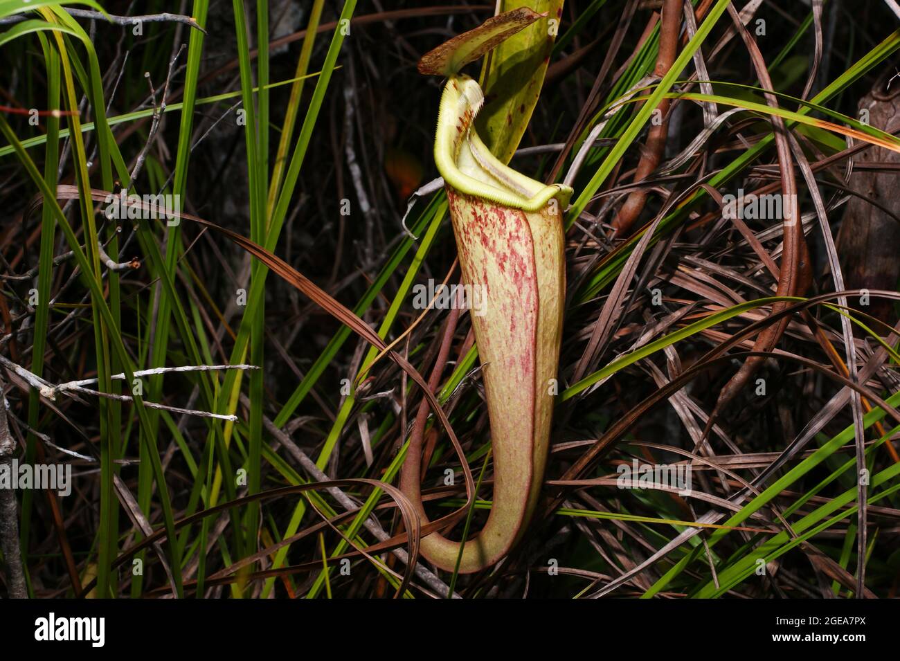 Caraffa di Nepenthes rafflesiana, una carnivora caraffa pianta, Sarawak, Borneo Foto Stock