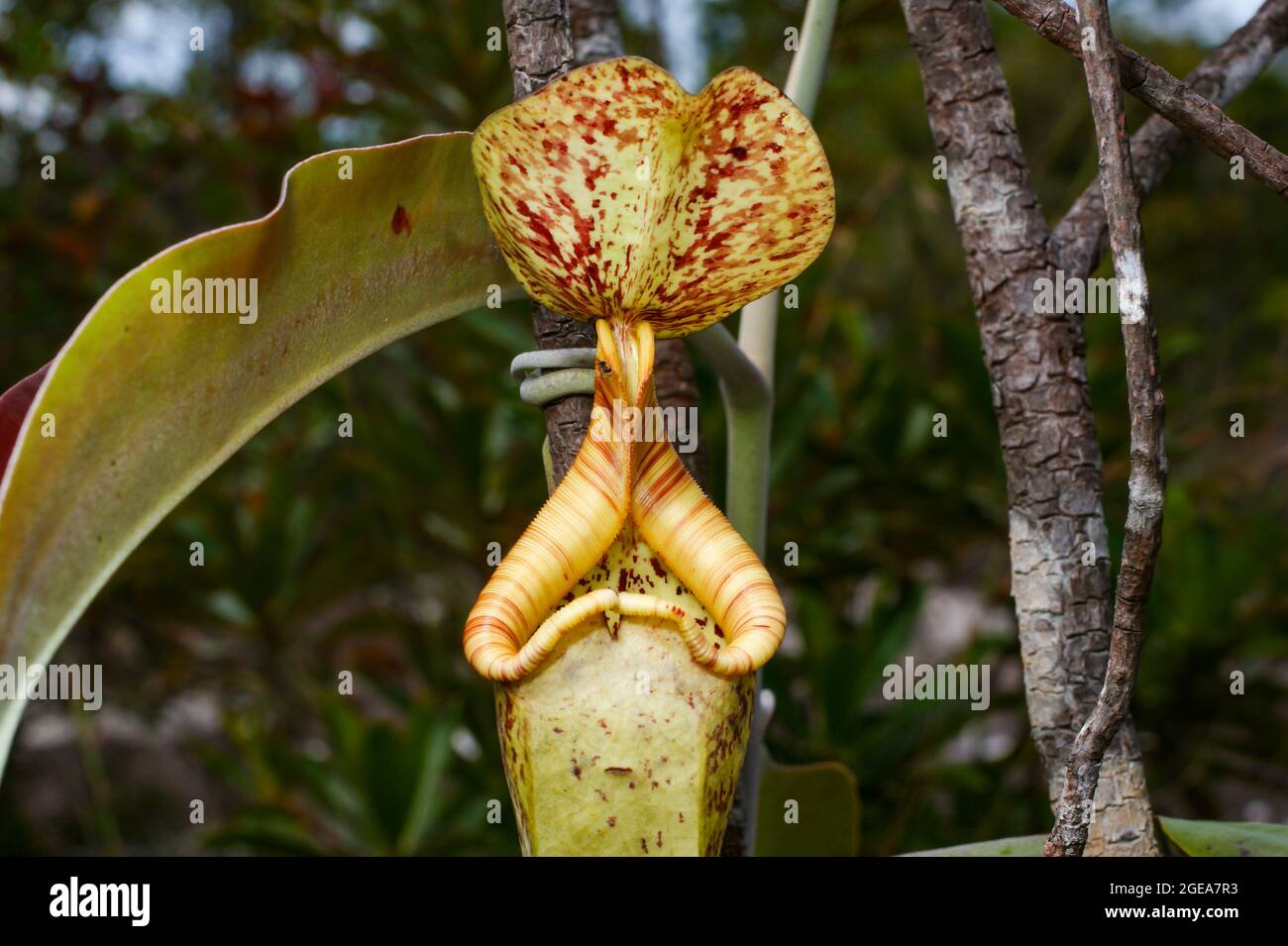 Caraffa di Nepenthes rafflesiana, una carnivora caraffa pianta, Sarawak, Borneo, vista frontale Foto Stock