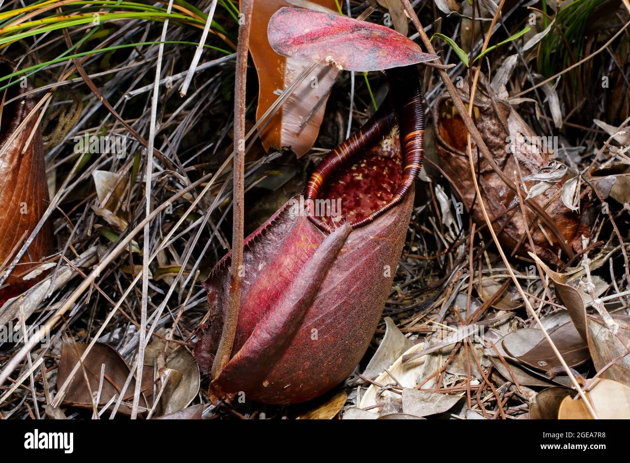Impianto di carnithes carnithes (Nepenthes rafflesiana), caraffa rossa, Sarawak, Borneo Foto Stock