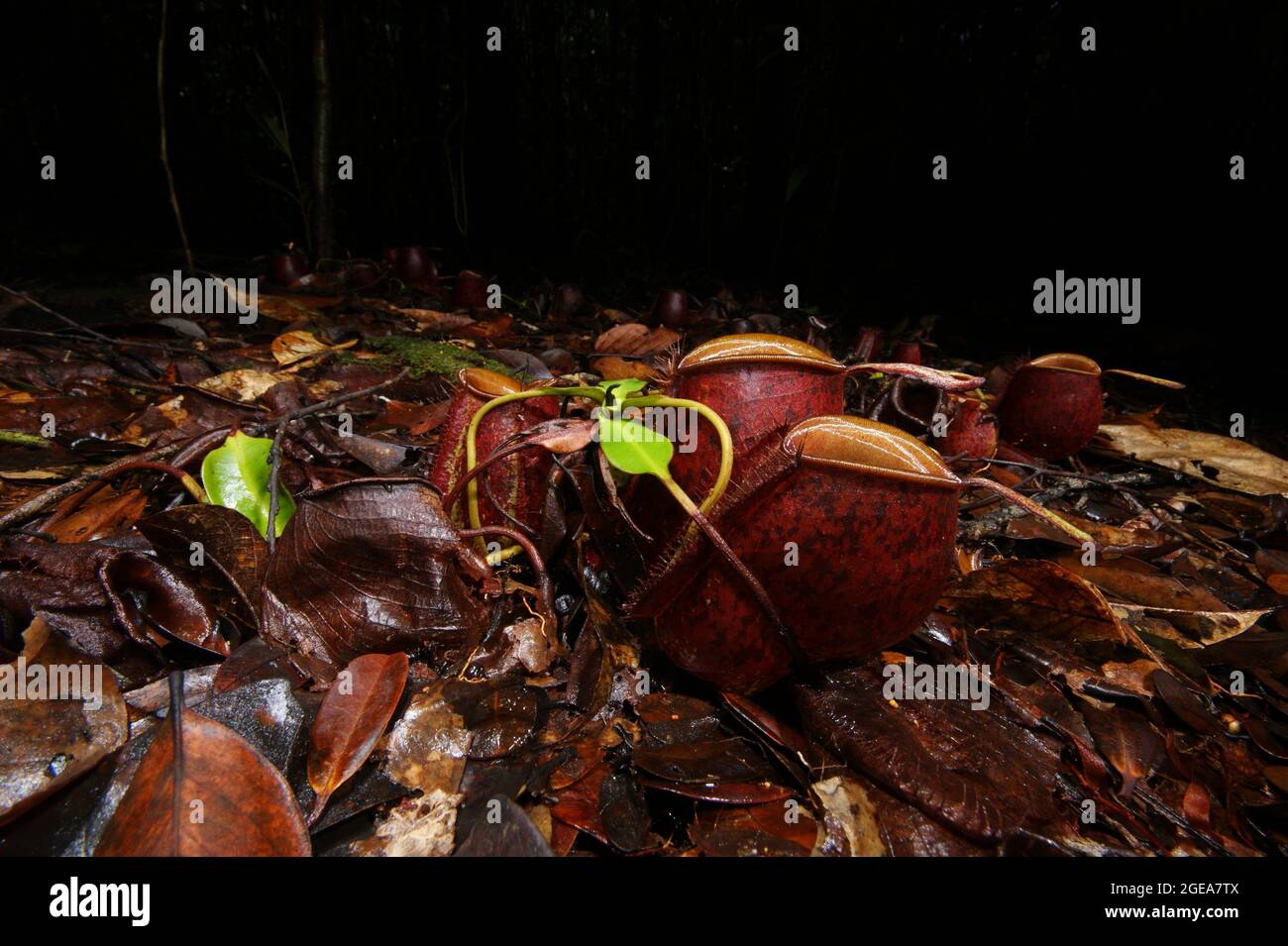 Impianto di carnithes carnithes (Nepenthes ampullaria), caraffa rossa, Sarawak, Borneo Foto Stock
