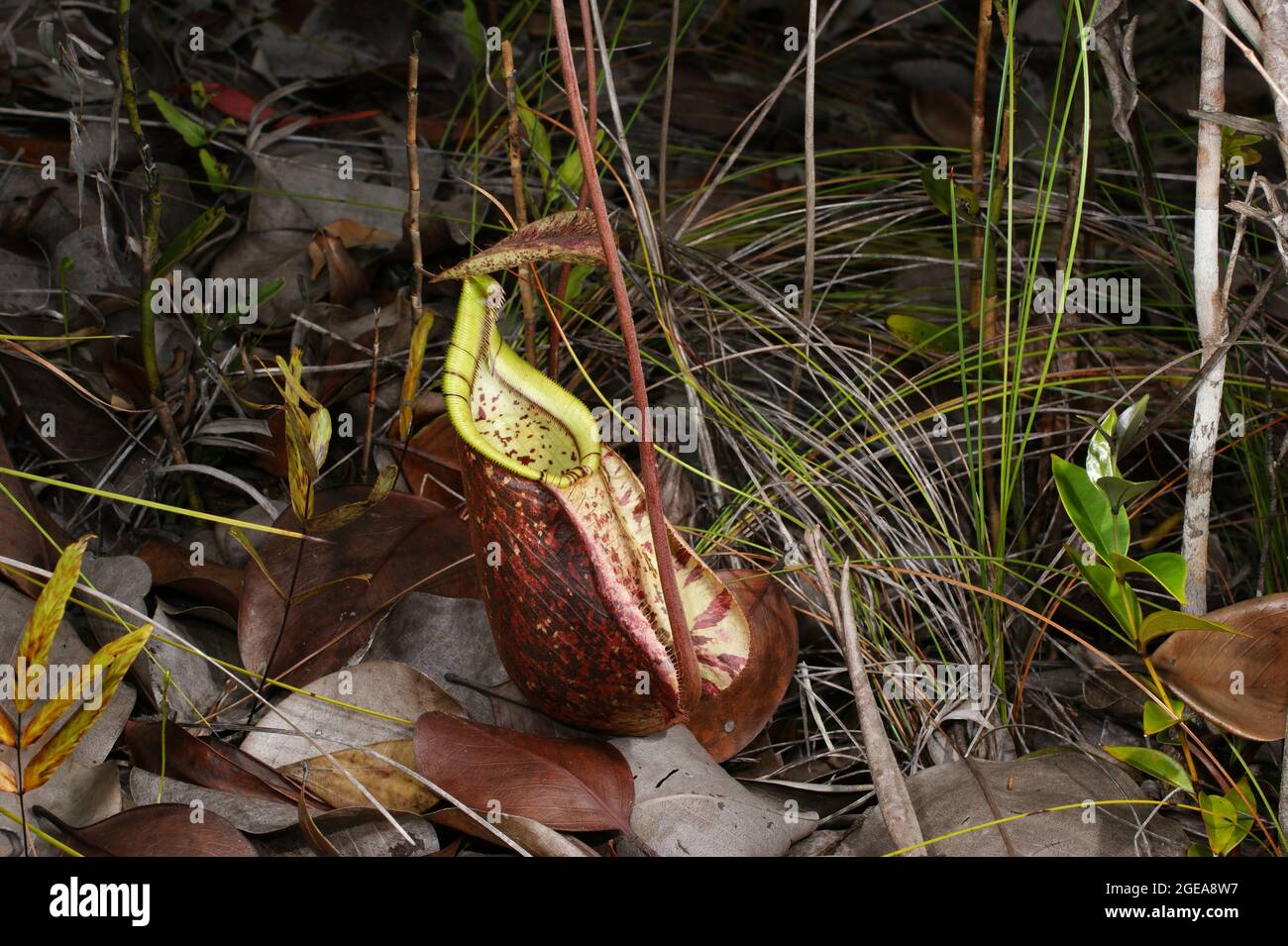 Caraffa della carnivora pianta caraffa Nepenthes raflesiana, Sarawak, Borneo Foto Stock