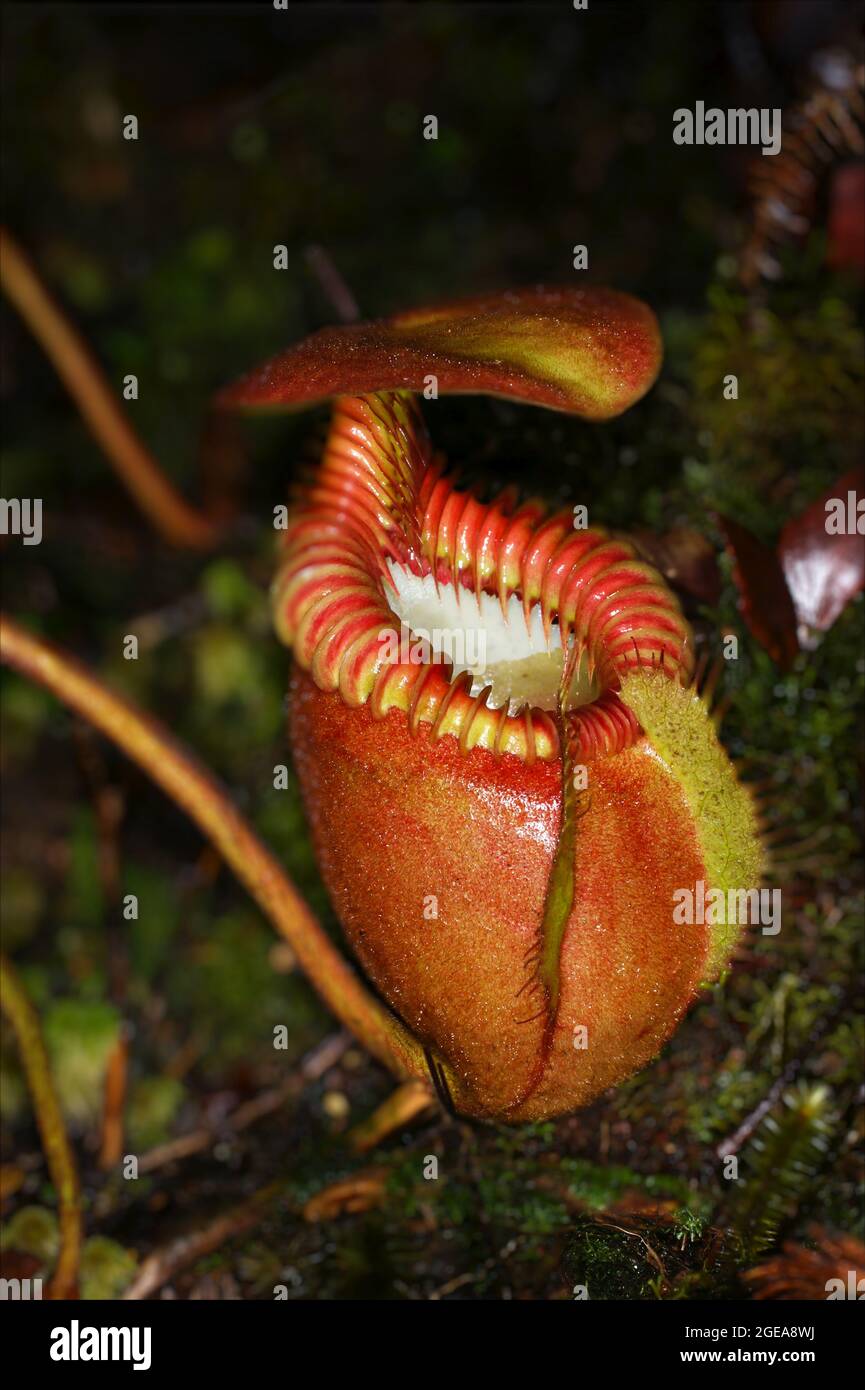 Caraffa rossa di Nepenthes villosa, carnivorous caraffa pianta, Sabah, Borneo Foto Stock