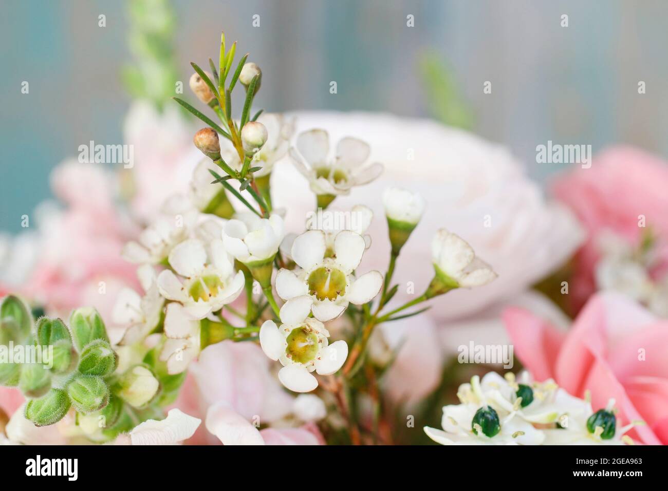 Fiori di Chamelaucium (fiore di cera) in bouquet di nozze fatto di rose, mattiole e fiori di ranuncolo. Motivo cartolina. Foto Stock