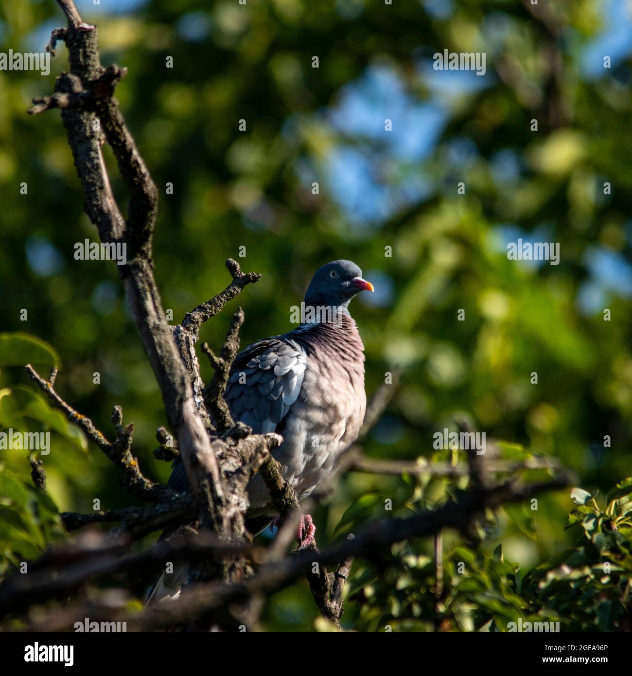 Piccione selvatico europeo, colomba di tartaruga, piccione di legno. Foto ravvicinata di un piccione selvatico seduto sopra una vecchia pera. Con spazio di copia Foto Stock